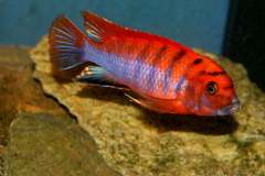 106749555_1632118256926747_989891676774539928_o