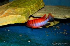 106991679_1632118416926731_8974859638502652631_o