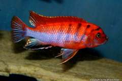 107511498_1632118156926757_1587483254449116691_o