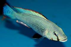 107700648_1637806409691265_9171417254388393886_o