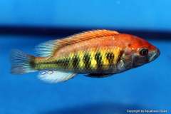 107795872_1637805949691311_5554020093468529252_o