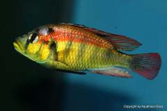 107827199_1637806303024609_5869514475465833323_o