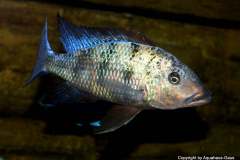 109924374_1646113375527235_6245931771268244127_o