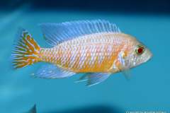 116217109_1652186848253221_7462915992317458110_o