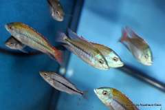 116289239_1652205401584699_5563157128489787769_o