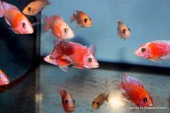 116334765_1652180638253842_6555191444957746213_o