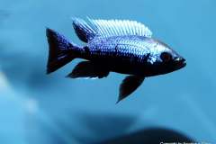 116335631_1652190138252892_454906610230463214_o