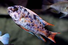 116335847_1652197714918801_1505008585227843341_o