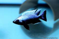 116341417_1652190178252888_6323607063838562535_o