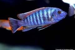 116342295_1652197598252146_7428495739590211777_o