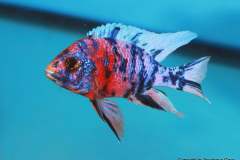 116344562_1652180974920475_675451915760304729_o