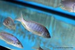 116344804_1652184778253428_5033856629526558454_o