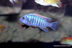 116345506_1652197628252143_3472809069410739718_o