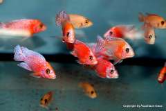 116345967_1652180608253845_6345986080077260545_o