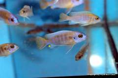 116345967_1652211524917420_6331001072500397454_o