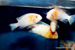 116345967_1652215288250377_83924337304562944_o