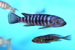 116346492_1652195891585650_7775259687138012256_o