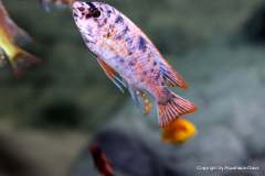 116352013_1652197721585467_730119473792069133_o