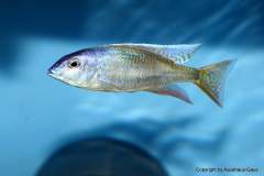 116356333_1652233311581908_1760633413144933638_o