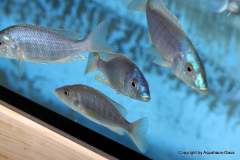 116357288_1652184788253427_3548790723244279705_o