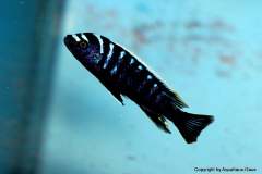 116363233_1652192191586020_3164202606456022669_o