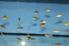 116371772_1652213748250531_1481625383115031556_o