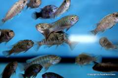 116384997_1652197618252144_2781753119326620710_o