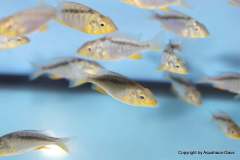 116387467_1652213678250538_2327343712483199983_o