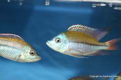 116425713_1652205391584700_2623157727345883251_o