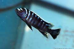 116429660_1652192164919356_8187575505541222155_o