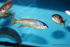 116442683_1652233428248563_4083664105214382772_o