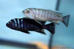 116442687_1652192171586022_6854749680202221199_o