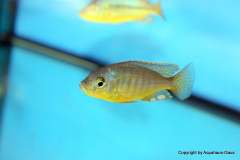 116563465_1652194498252456_1710189477954875915_o