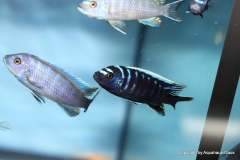 116588264_1652192161586023_4364264511549224615_o