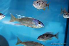 116685289_1652233461581893_8851360445516546752_o