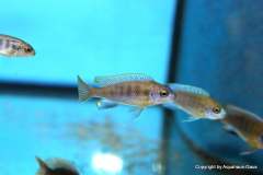 116711202_1652211501584089_1769147712331656481_o