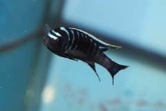 116713818_1652192118252694_9191106044745674562_o