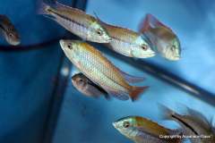 116720825_1652205384918034_1803617649645807403_o