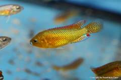 117337879_1660843464054226_7683466197373606179_o