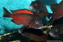 117631486_1669887716483134_346152923078192316_o