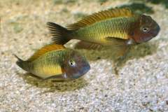 117768770_1669887456483160_1916582883839442417_o