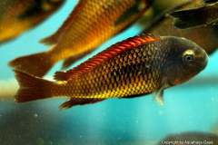 117771281_1669887953149777_8125732717023508692_o