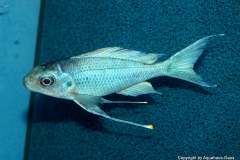 117860672_1669887189816520_3895414218139145384_o