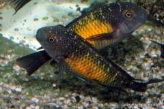 117954821_1669887556483150_1638086952357886062_o