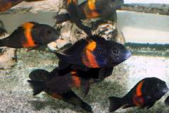 117967817_1669888713149701_3477967799179219318_o