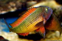 118008995_1669888063149766_9213032561322762795_o