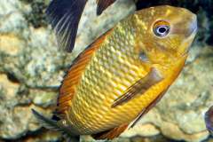 118087528_1669888276483078_9100635644121769897_o