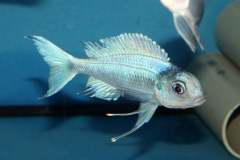 118183099_1669887256483180_301531226275843799_o