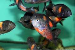 118225922_1669888579816381_8653884584448844681_o