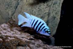 120845339_1719630224842216_3064985250746655290_o